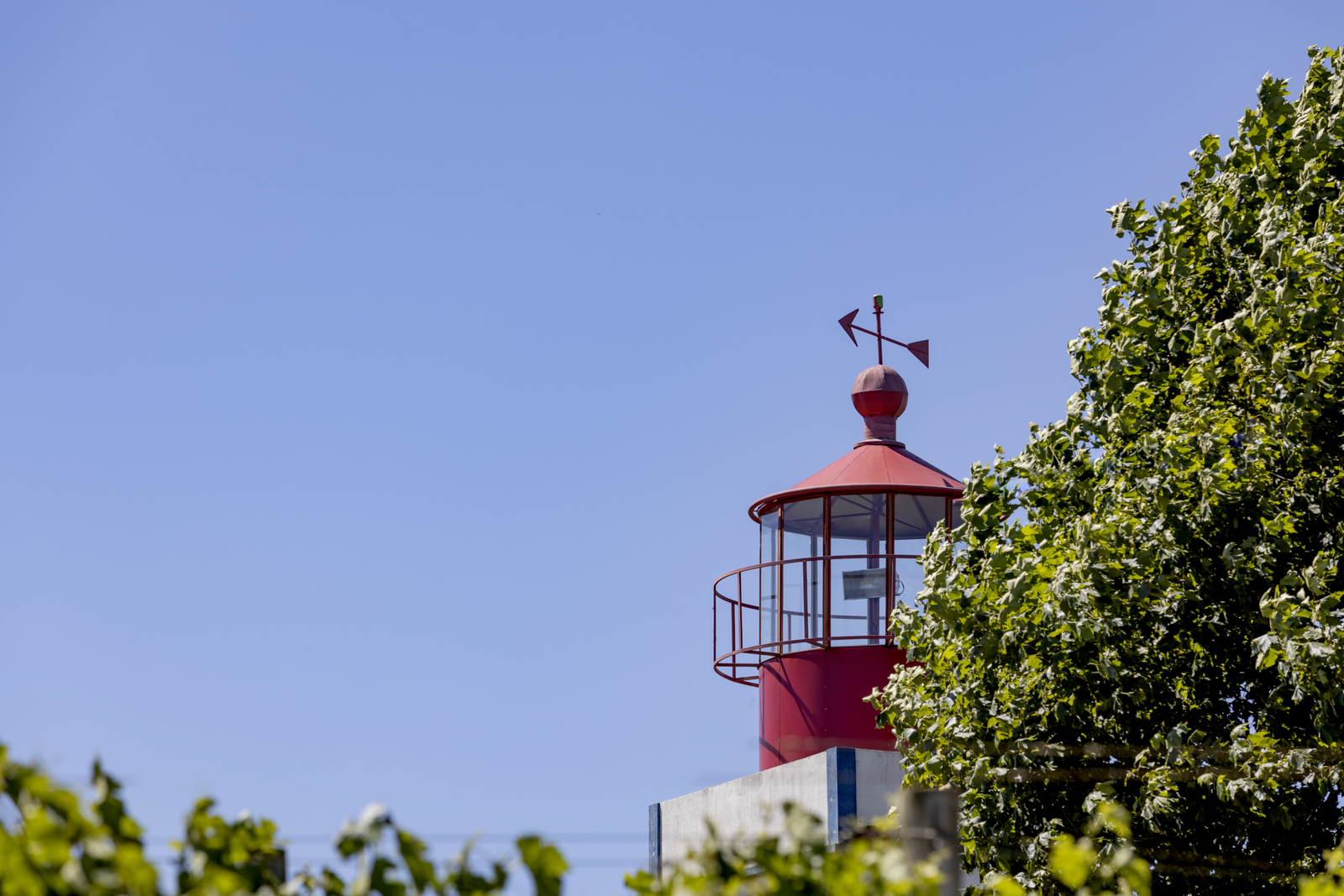Topo do farol vermelho entre as videiras