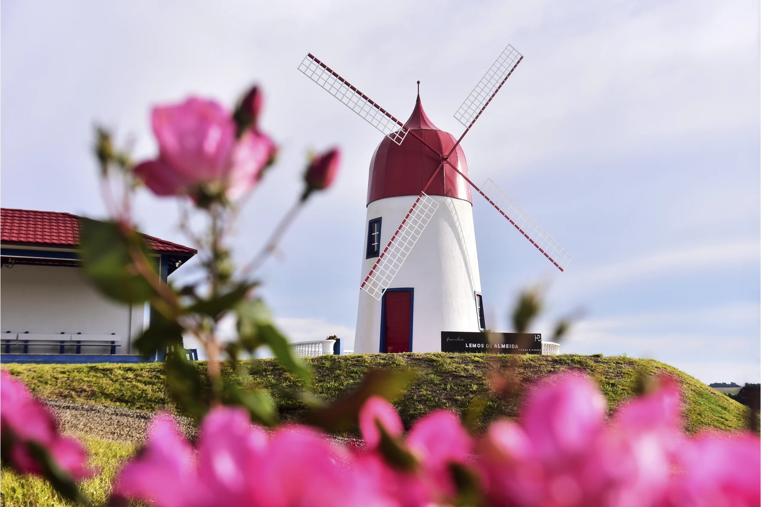 Moinho de vento açoriano entre flores cor-de-rosa