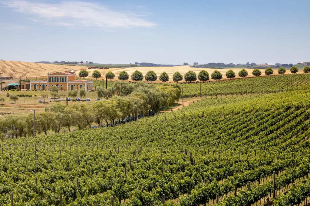 Um terroir considerado a “Borgonha Brasileira”