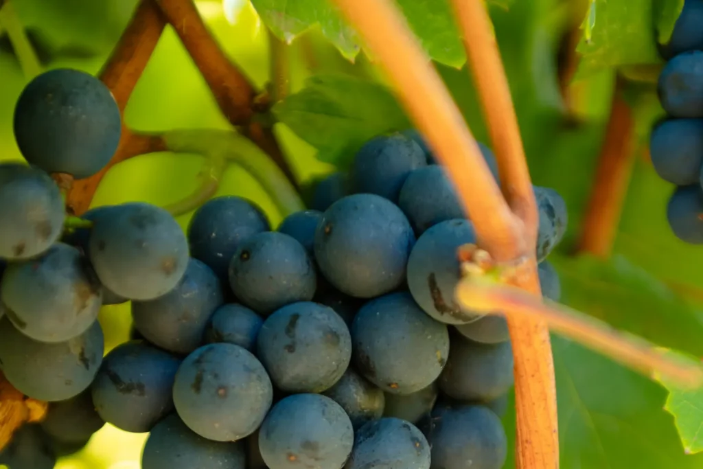 Pinot Noir premiado
